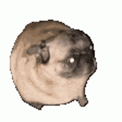 dancing pug